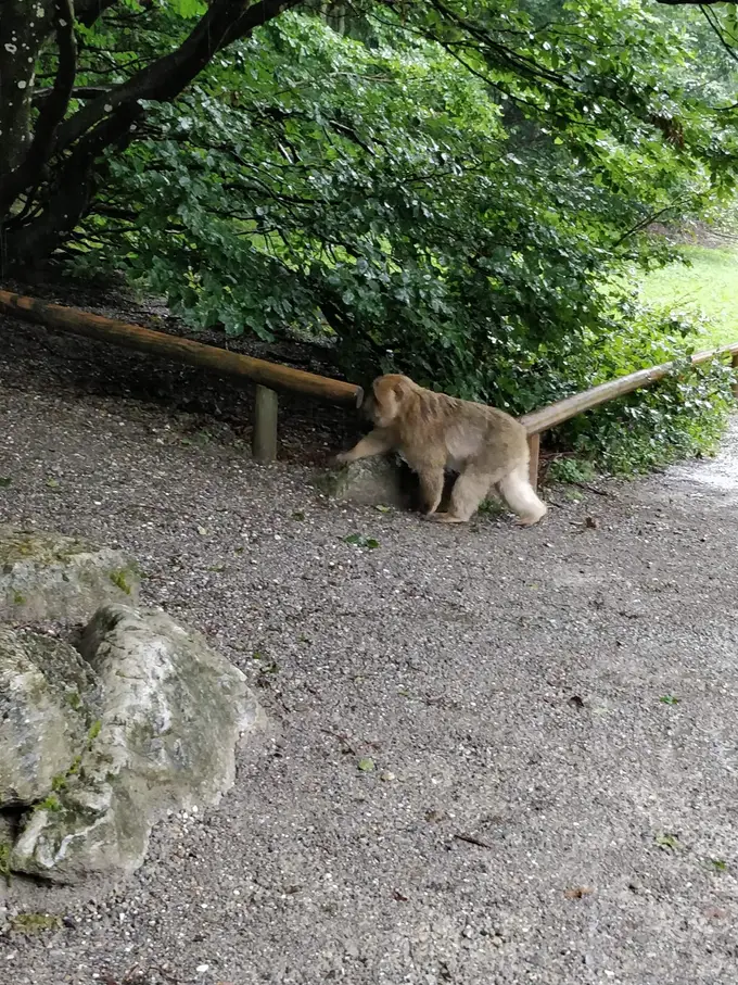 Ein Berberaffe läuft am Rand eines Kieswegs an einem Holzgeländer entlang