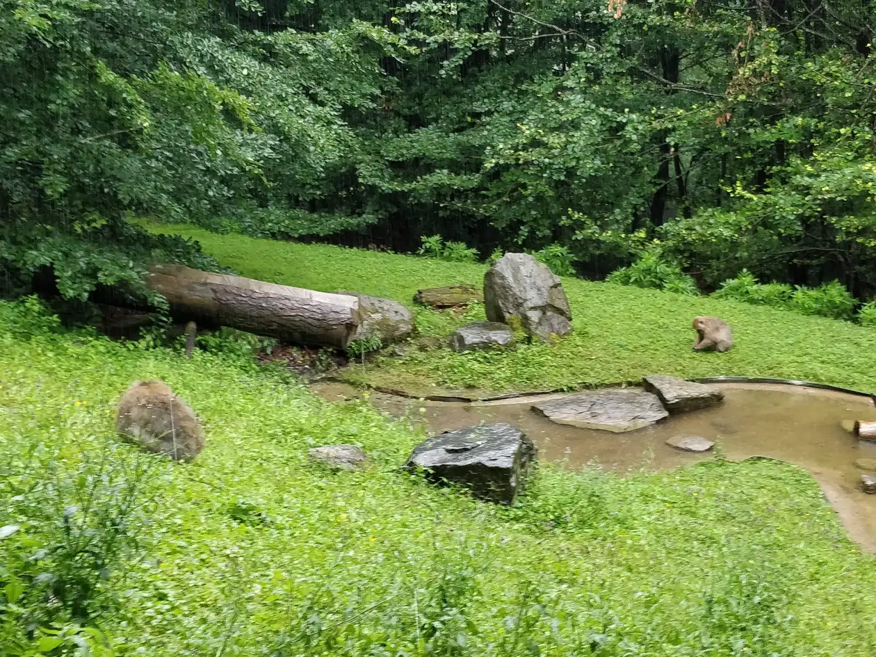 Eine Wiese im Wald mit einem Baumstamm, Felsbrocken und einem kleinen Teich, darauf zwei Berberaffen