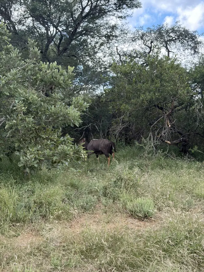 Eine Antilope steht zwischen Büschen und Bäumen auf dem Lodge-Gelände