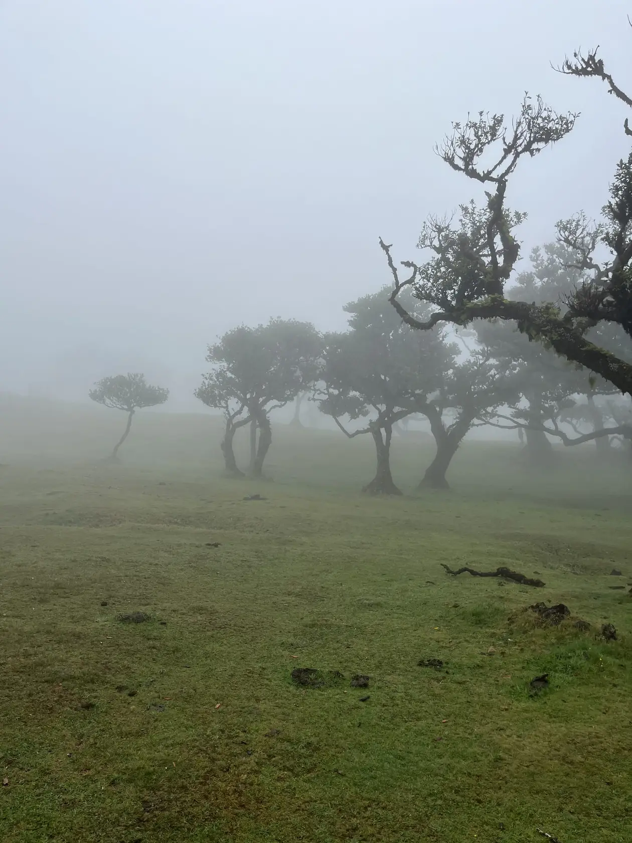 Reihe knorriger Bäume auf einer Wiese, ihre Umrisse im dichten Nebel kaum noch zu erkennen