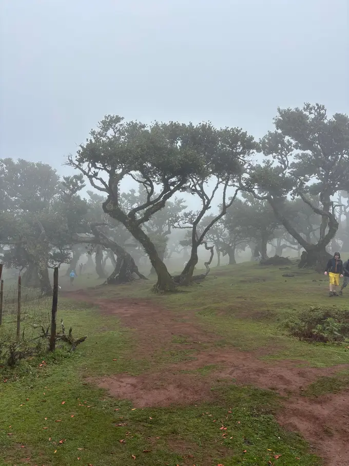 Gruppe knorriger Bäume auf einer Wiese, im dichten Nebel nur noch als Silhouetten zu erkennen
