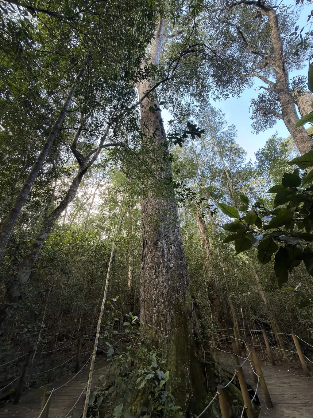 Blick den Stamm des Big Tree entlang hinauf in die Baumkrone
