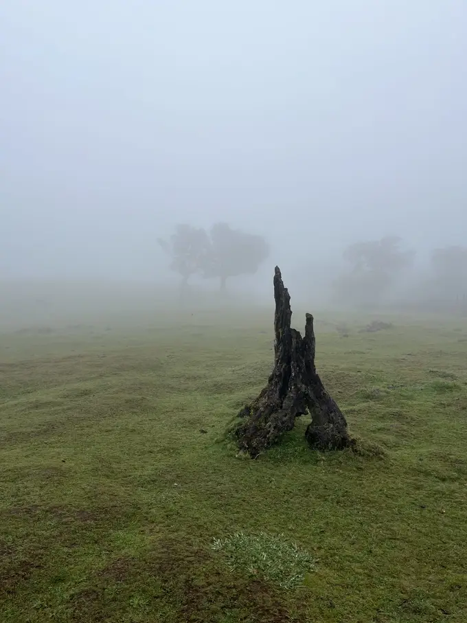 Knorriger, verwitterter Baumstumpf auf einer Wiese im dichten Nebel