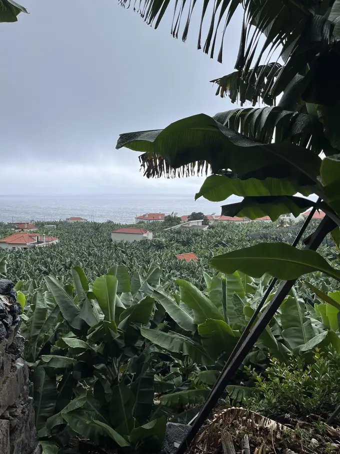 Blick von den Bananenterrassen hinunter auf rote Hausdächer und das Meer