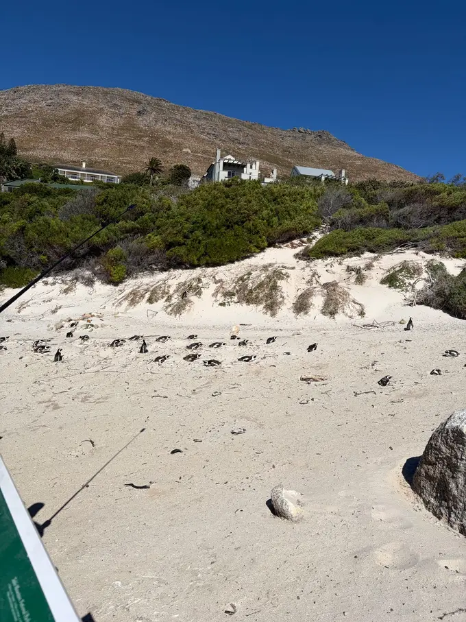 Blick von der Aussichtsplattform hinunter auf den Sandstrand mit verstreuten Pinguinen, oben Häuser am Hang