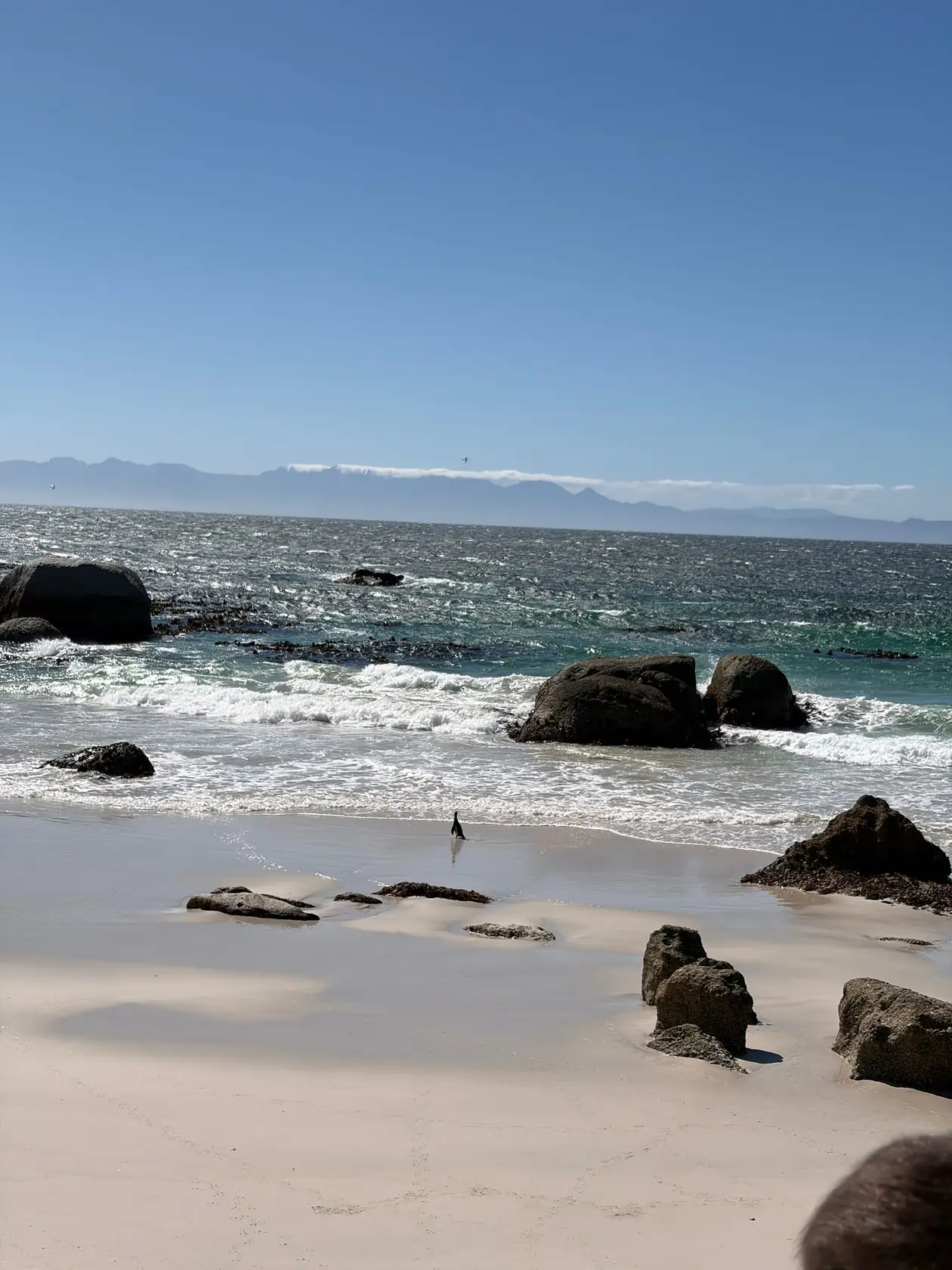 Blick von den Felsen auf den Sandstrand von Boulders Beach mit einzelnen Pinguinen am Wasser