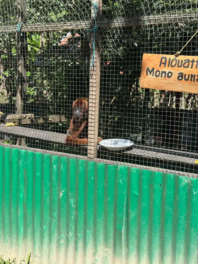 Ein rotbrauner Brüllaffe sitzt hinter einem Drahtzaun, daneben ein Holzschild mit der Aufschrift Alouatta, Mono aullador