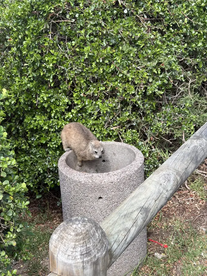 Ein Dassie sitzt in einem steinernen Pfosten am Wegesrand