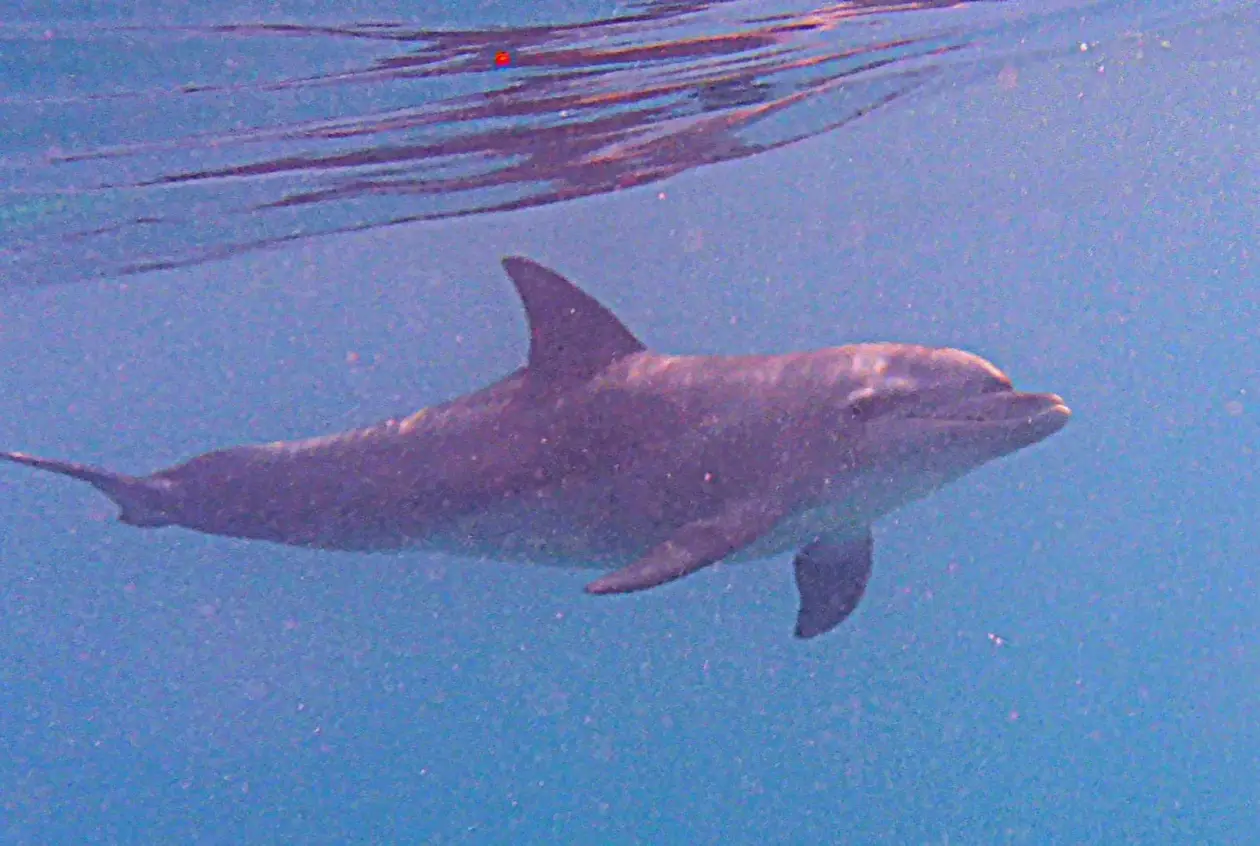 Ein Delfin schwimmt unter Wasser dicht unter der Oberfläche, von der Seite fotografiert