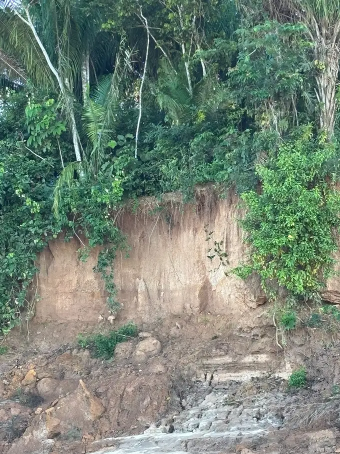 Eine steile hellbraune Lehmwand am Flussufer, darüber dichter Wald