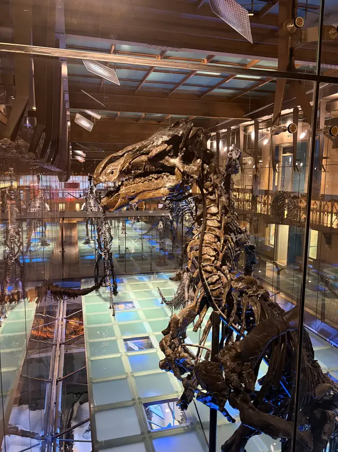 Aufgerichtetes Dinosaurierskelett hinter Glas, dahinter weitere Skelette in einer großen gläsernen Vitrine