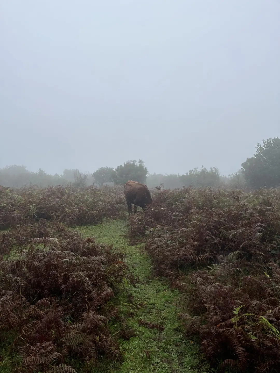 Einzelner knorriger Baum mit ausladender Krone, seine Form im Nebel nur als Silhouette erkennbar