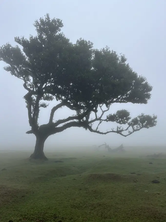 Einzelner ausladender Baum auf einer Wiese, vom Nebel fast verschluckt