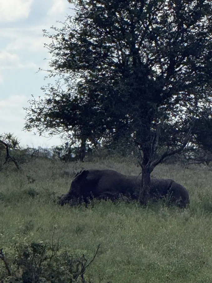 Ein Elefant liegt im Schatten eines Baumes auf einer Wiese