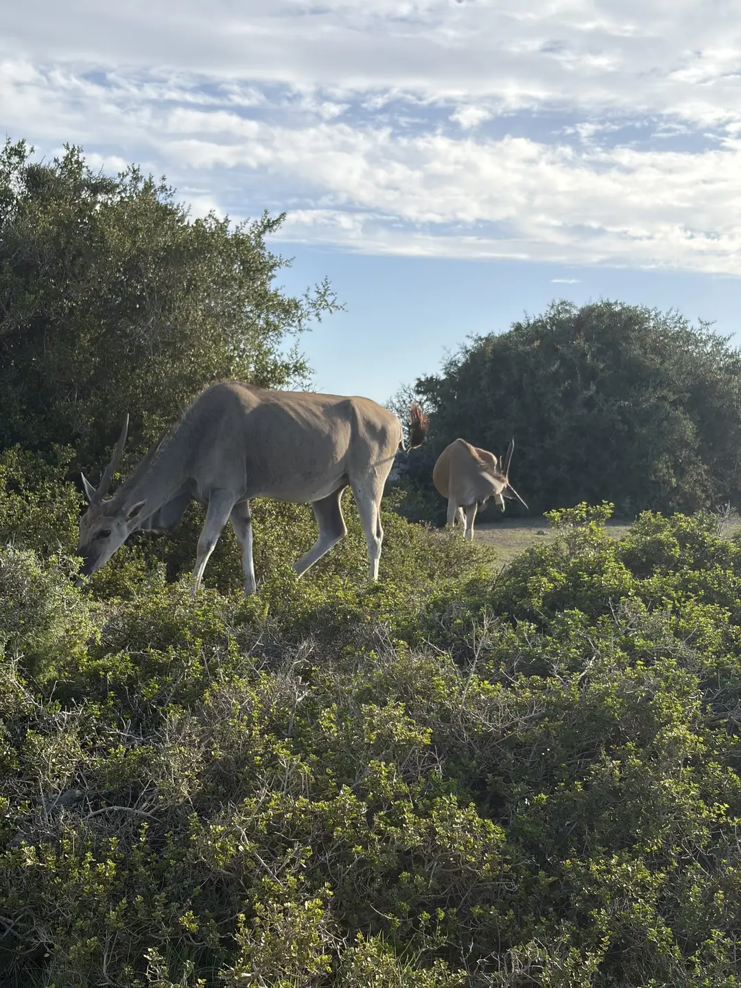 Eine Elenantilope grast nah am Wegesrand in der Abenddämmerung