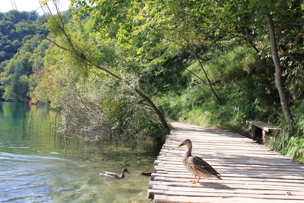 Eine Stockente steht auf einem Holzsteg am Seeufer, zwei weitere schwimmen daneben