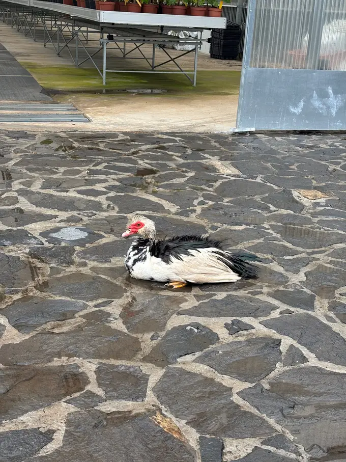 Weiß-schwarze Ente ruht auf dem gepflasterten Innenhof des Museumsgeländes