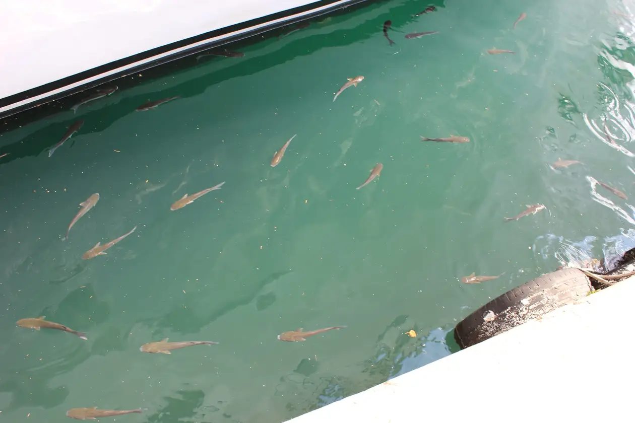 Ein Schwarm Fische im klaren, grünen Wasser zwischen einem weißen Bootsrumpf und einer Kaimauer mit Autoreifen