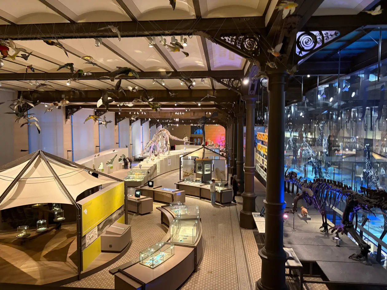 Blick von einer Galerie in den Dinosauriersaal mit Vitrinen, einem Bereich mit der Aufschrift Bernissart, Dinosaurierskeletten und ausgestopften Vögeln unter der Decke