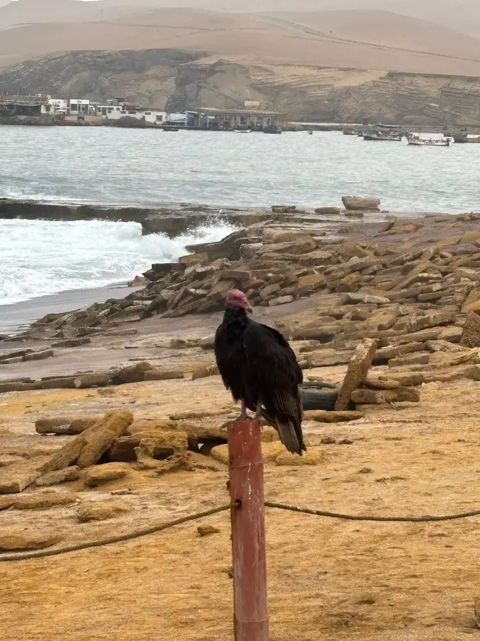 Ein Truthahngeier mit rotem Kopf sitzt auf einem Holzpfosten über der felsigen Küste, im Hintergrund Häuser am Wasser