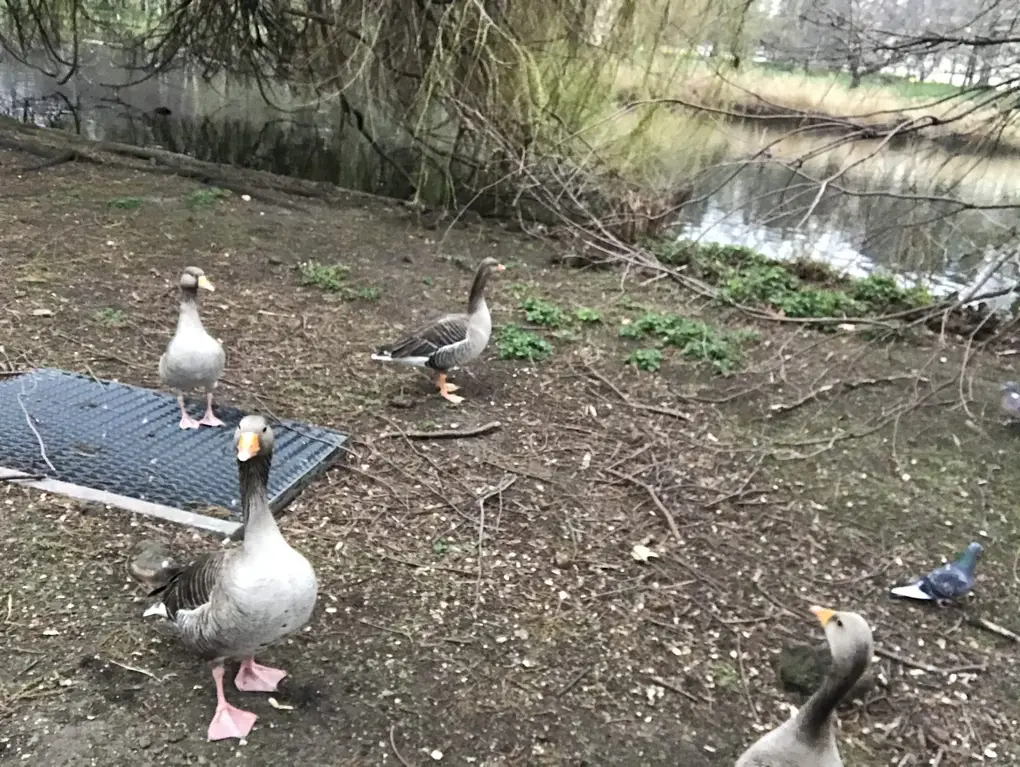 Mehrere Graugänse und eine Taube auf erdigem Boden am Ufer des Sees im St James's Park