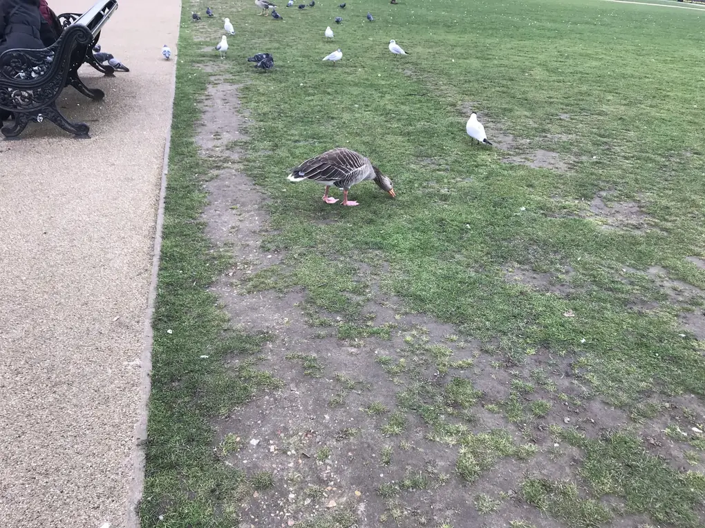 Eine Graugans pickt im Gras neben einem Parkweg, dahinter Tauben und Möwen