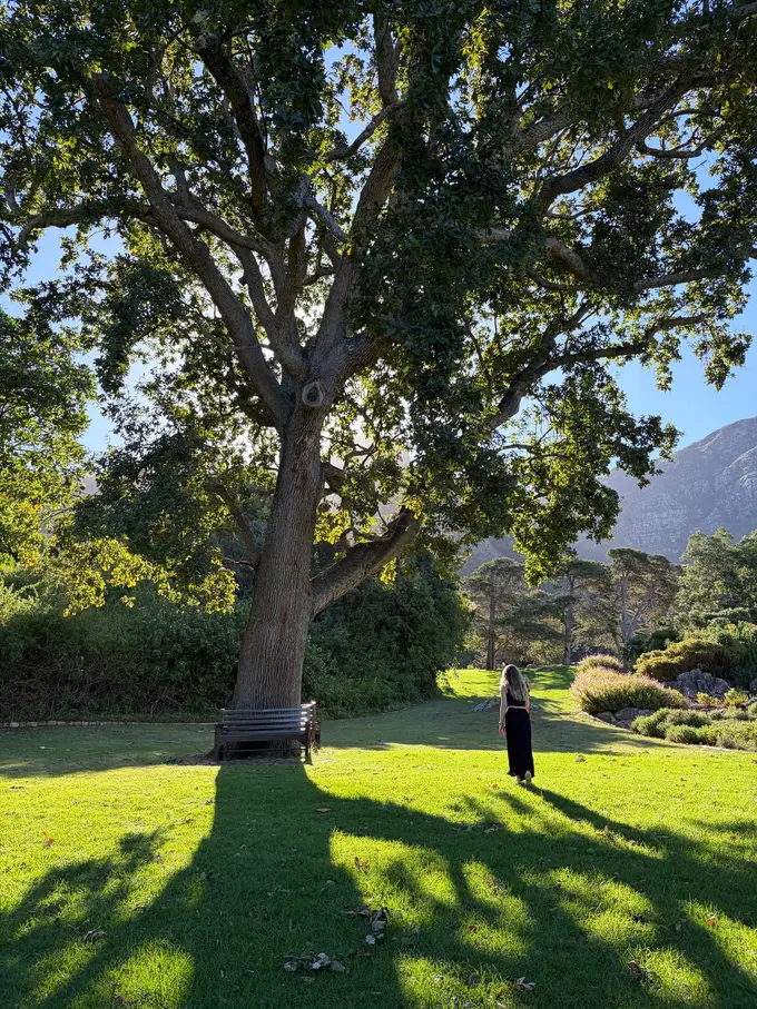 Rebecca steht unter einem riesigen alten Baum auf einer Wiese im Kirstenbosch-Garten