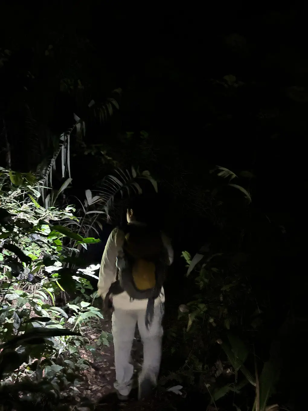 Eine Person mit Rucksack geht nachts auf einem schmalen Pfad, nur ein Stück Blattwerk vor ihr ist von der Lampe beleuchtet