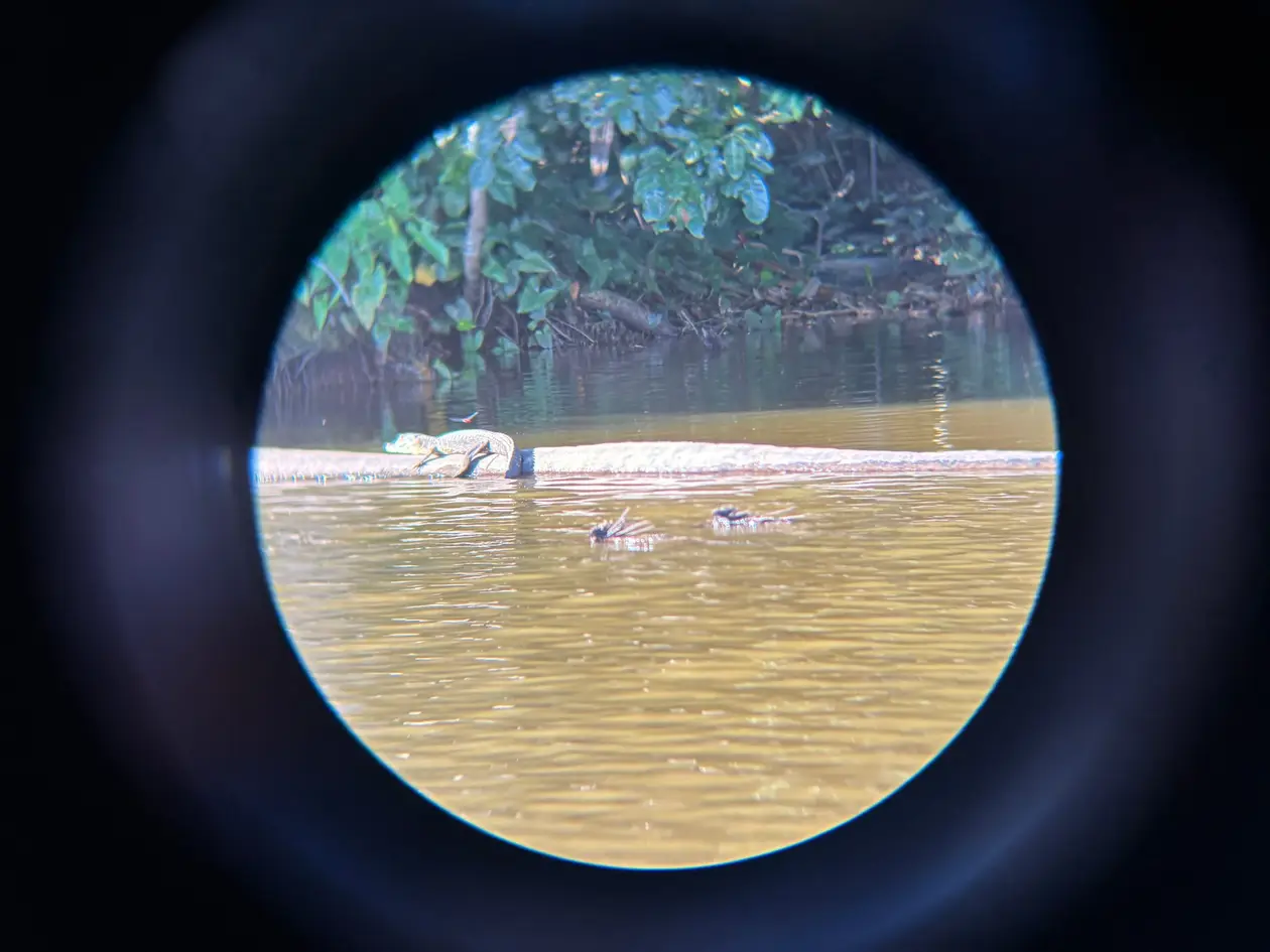 Durch ein Fernglas fotografiert, auf einem Baumstamm im See liegt ein Kaiman, davor zwei kleine dunkle Umrisse im Wasser
