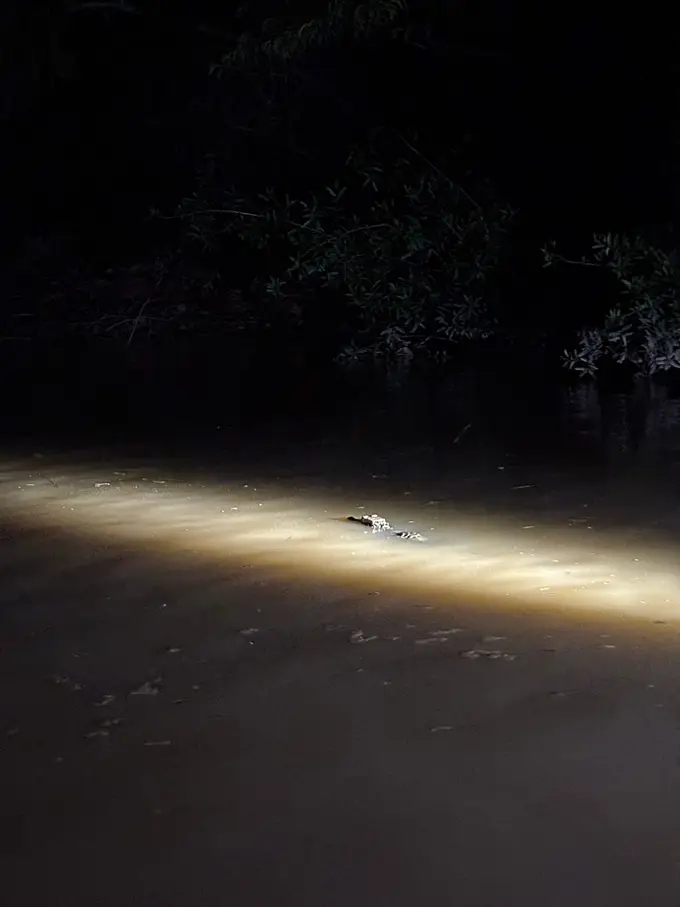 Ein kleiner Kaiman treibt nachts im Lichtkegel einer Taschenlampe auf dem dunklen Wasser
