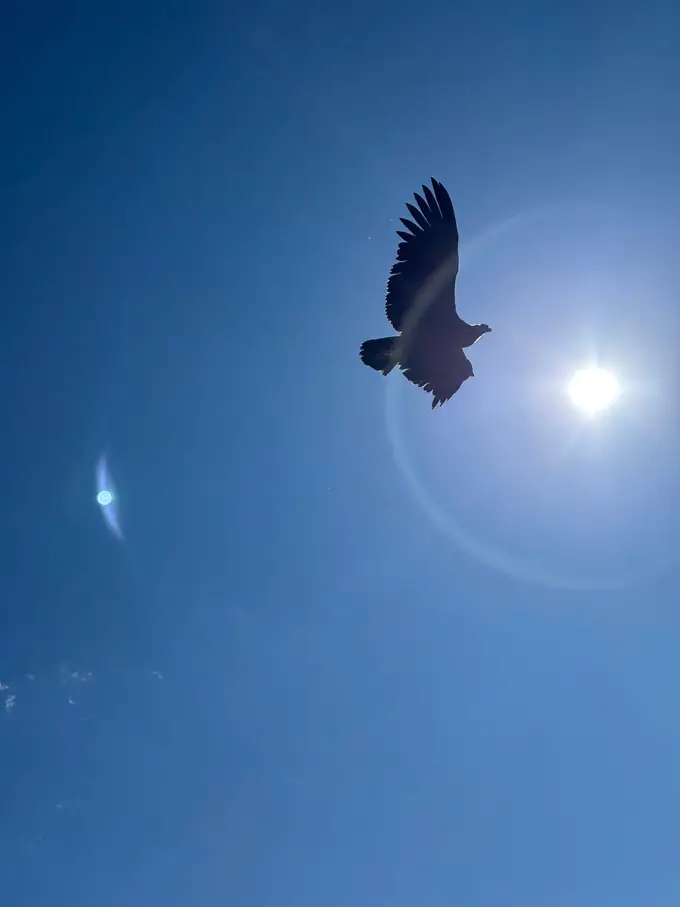 Ein Kondor mit weit gespreizten Schwungfedern als Silhouette direkt neben der Sonne
