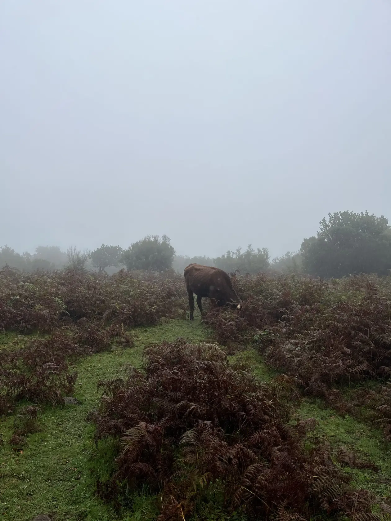 Kuh grast auf einer Wiese im dichten Nebel, im Hintergrund nur schemenhaft Bäume