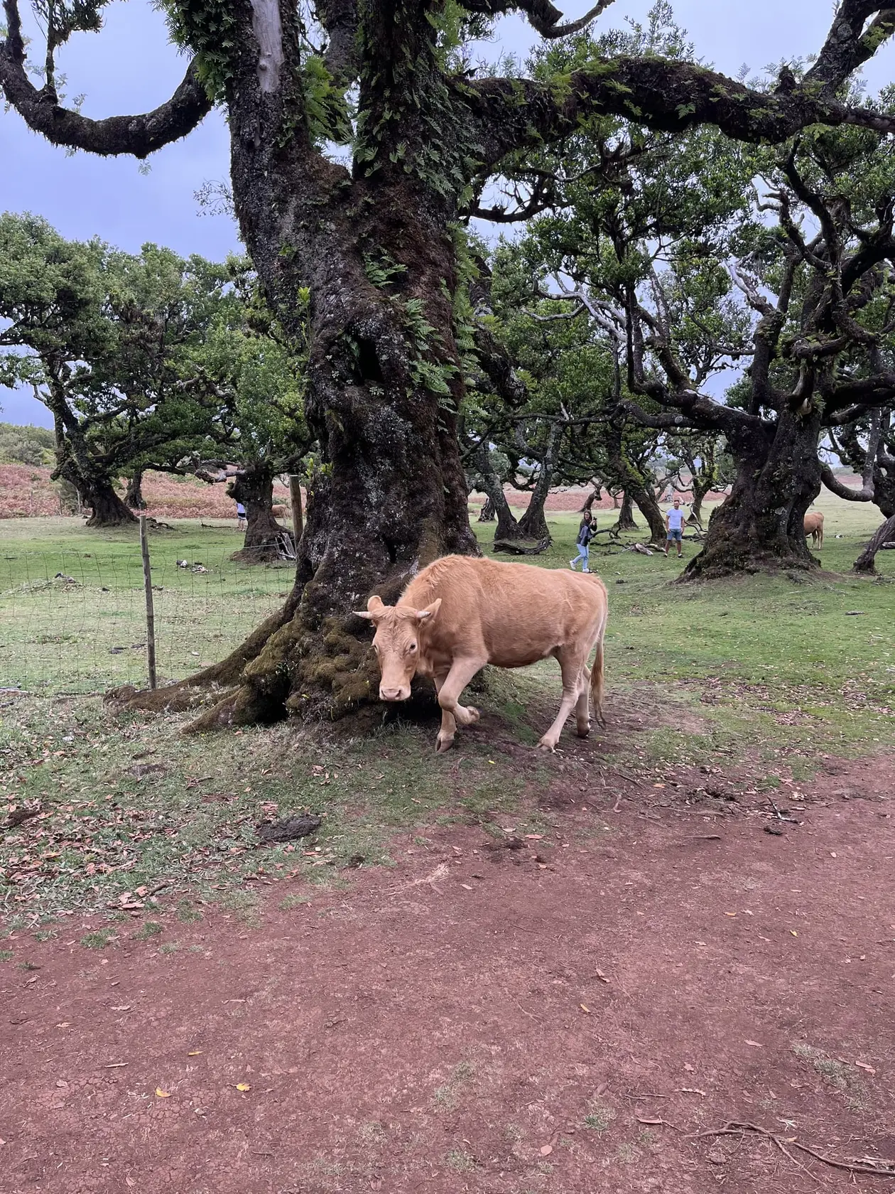 Hellbraune Kuh grast unter einem knorrigen, weit ausladenden Baum