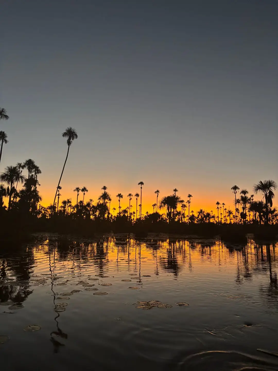 Sonnenuntergang über dem Lago Yacumama, Palmensilhouetten spiegeln sich im ruhigen Wasser