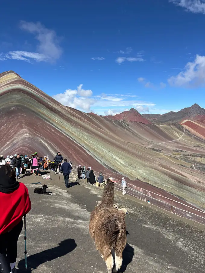 Ein zotteliges Lama läuft zwischen Besuchern über den Gipfelgrat, dahinter der gestreifte Berg
