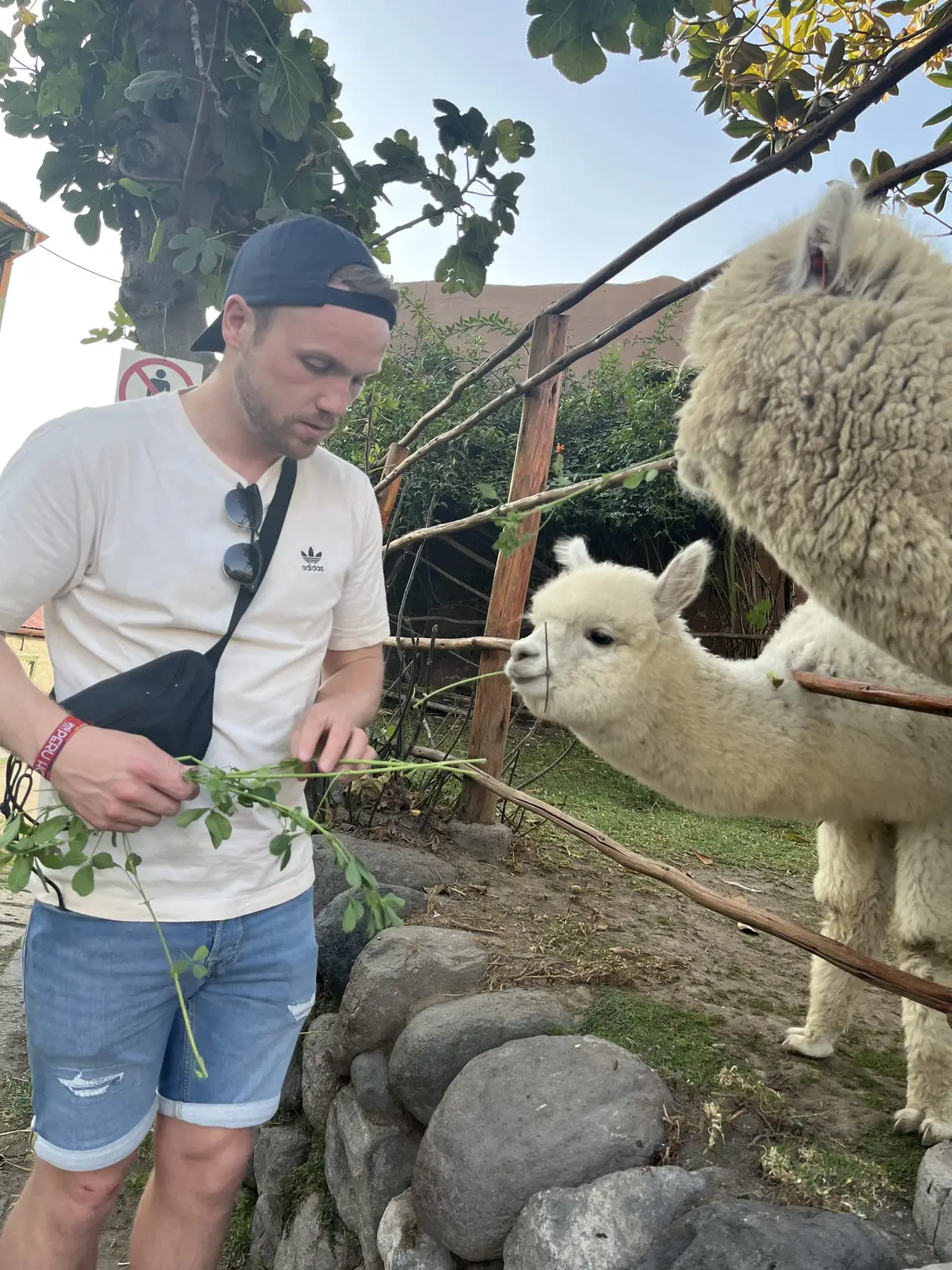 Max füttert über einen Holzzaun ein weißes Alpaka mit einem grünen Zweig
