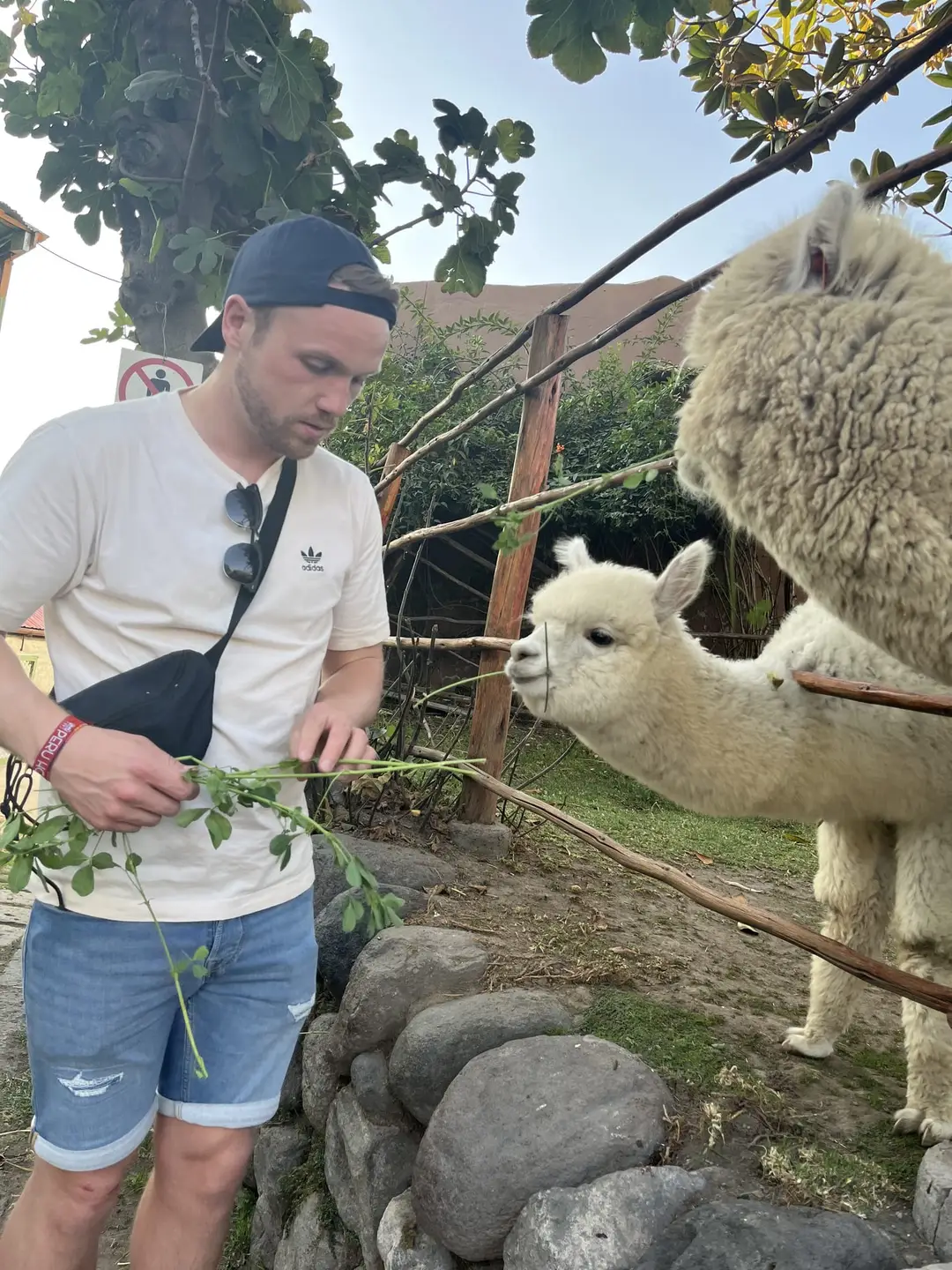 Max füttert über einen Holzzaun ein weißes Alpaka mit einem grünen Zweig