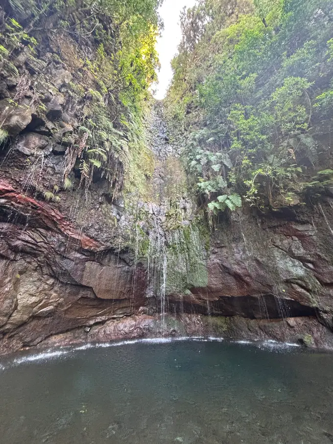 Breite, mit Farnen und Moos bewachsene Felswand, aus der an mehreren Stellen Wasser heraustritt