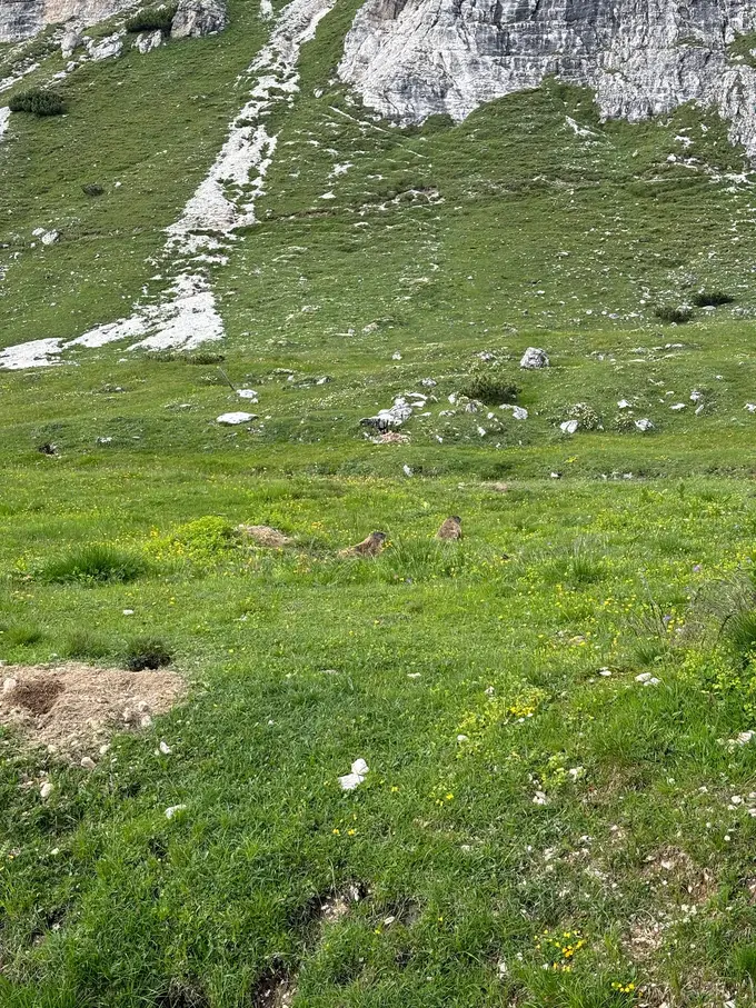 Zwei Murmeltiere sitzen in einer Almwiese mit gelben Blumen, vorne ein Bau mit ausgegrabener Erde, dahinter ein Hang mit Felsen