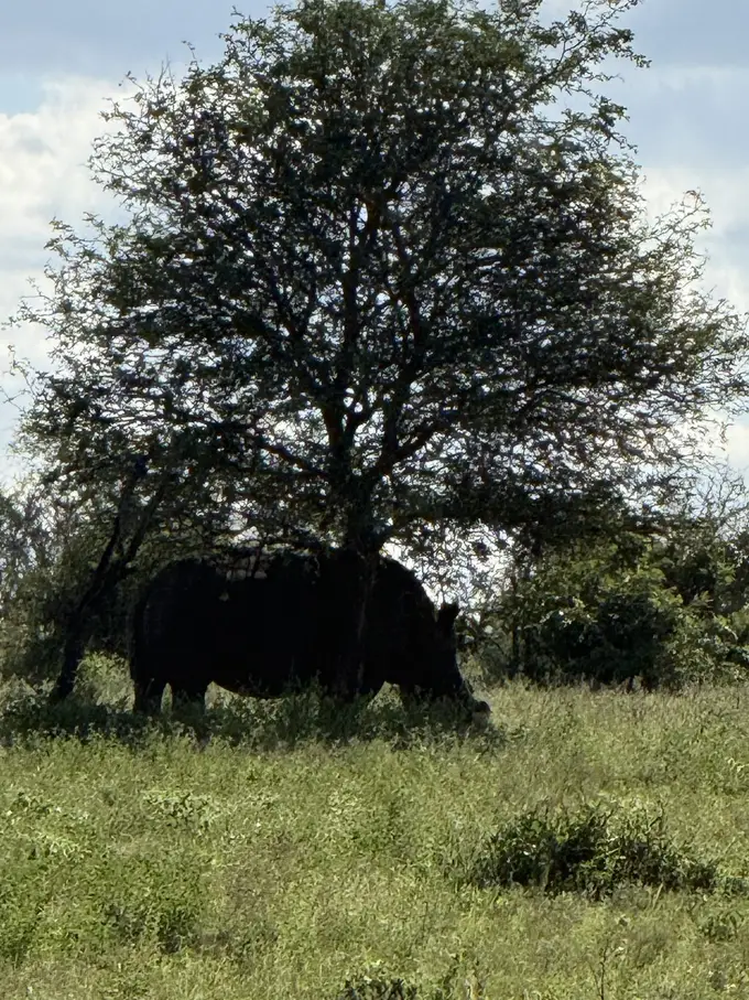 Ein Nashorn grast unter einem Baum im hohen Gras
