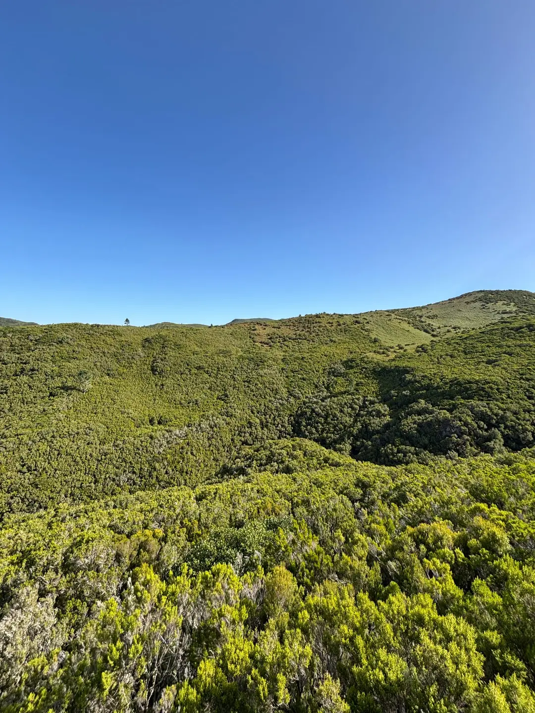 Weites Panorama dicht bewaldeter grüner Hügel unter blauem Himmel