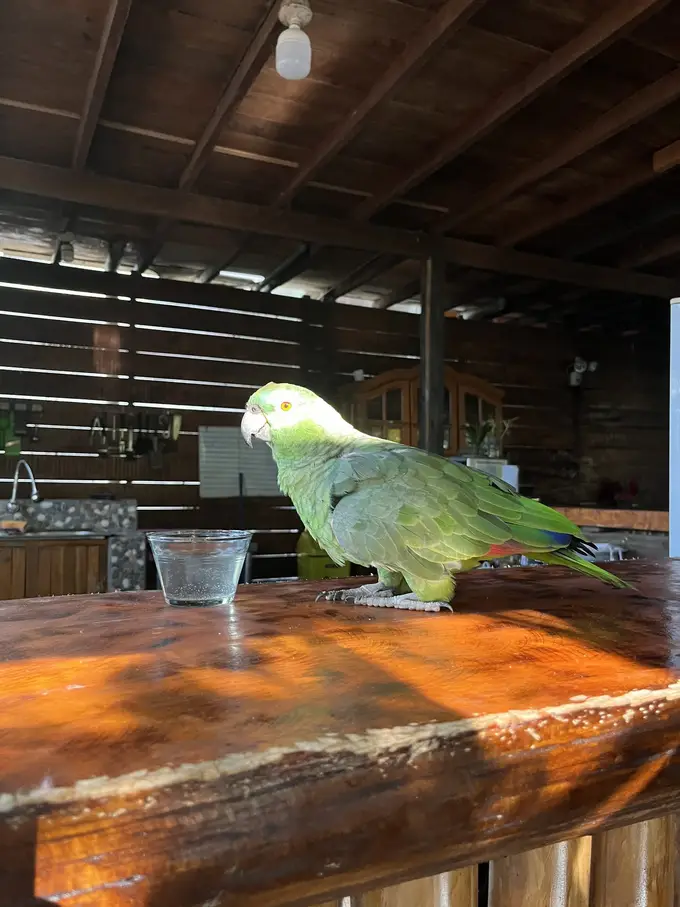 Ein grüner Papagei steht auf dem Holztresen der Bar und schaut auf ein Wasserglas