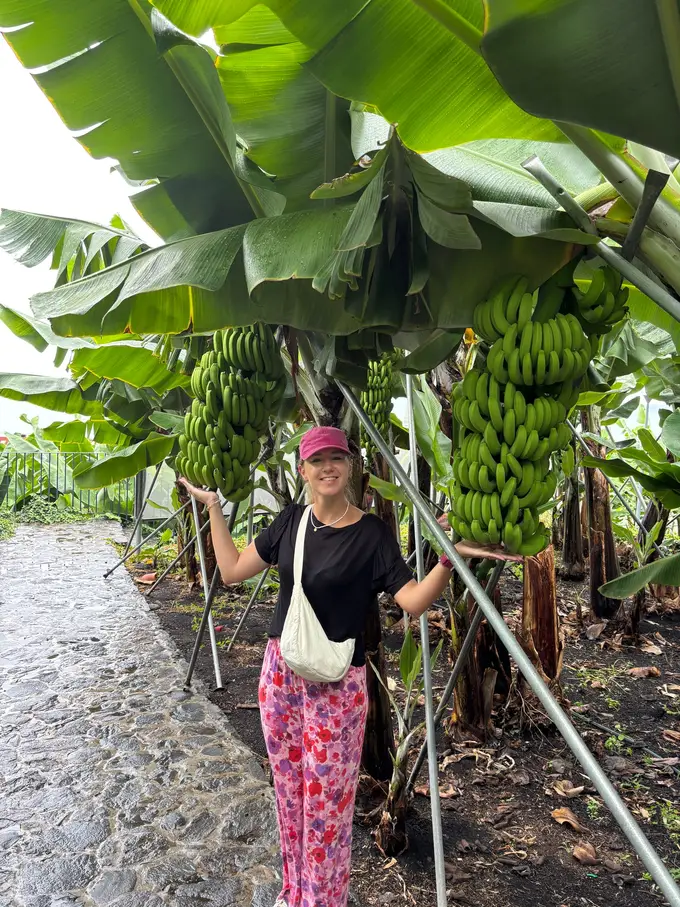 Person steht auf dem Plantagenweg unter einer großen, noch grünen Bananentraube