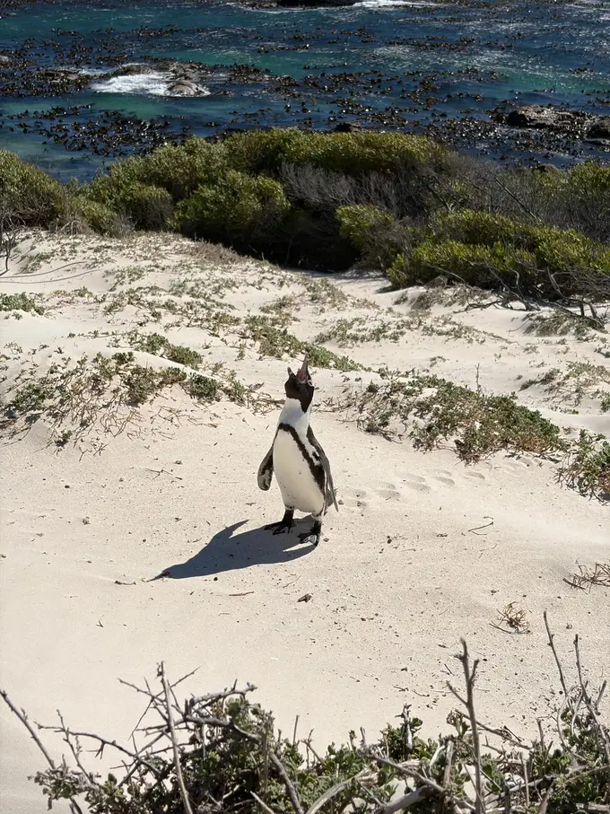 Ein einzelner Pinguin steht im Schatten zwischen Felsen und Büschen