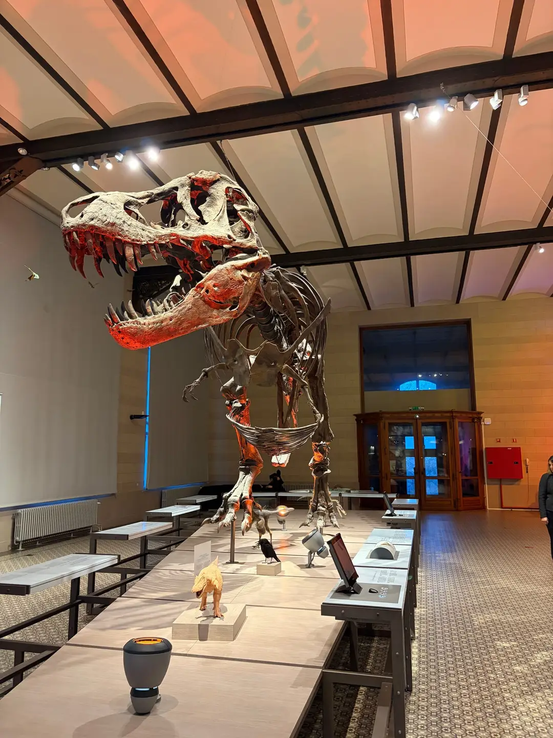 Das Skelett eines großen Raubsauriers mit aufgerissenem Maul, rötlich angestrahlt, über einem langen Ausstellungstisch