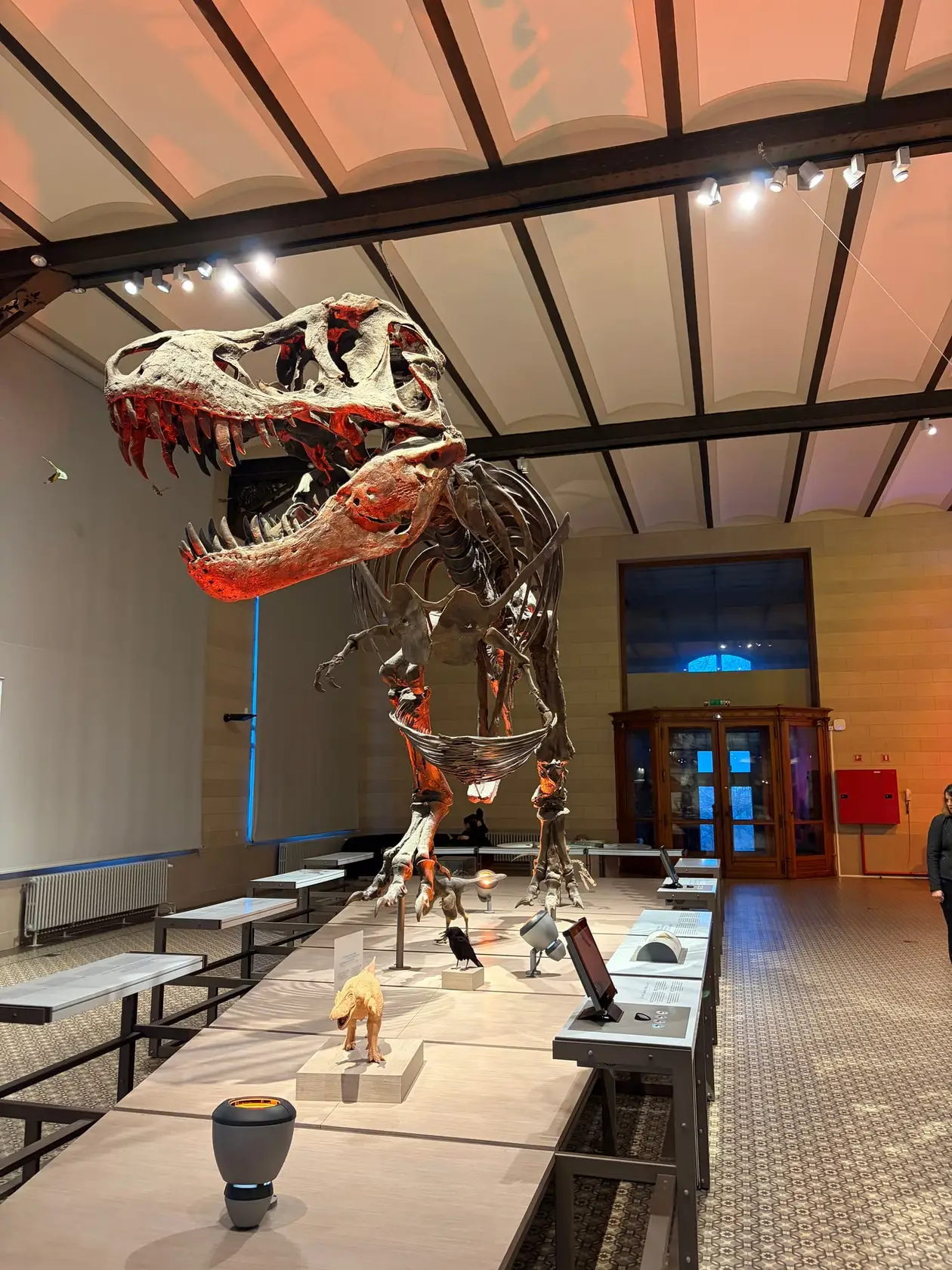 Das Skelett eines großen Raubsauriers mit aufgerissenem Maul, rötlich angestrahlt, über einem langen Ausstellungstisch