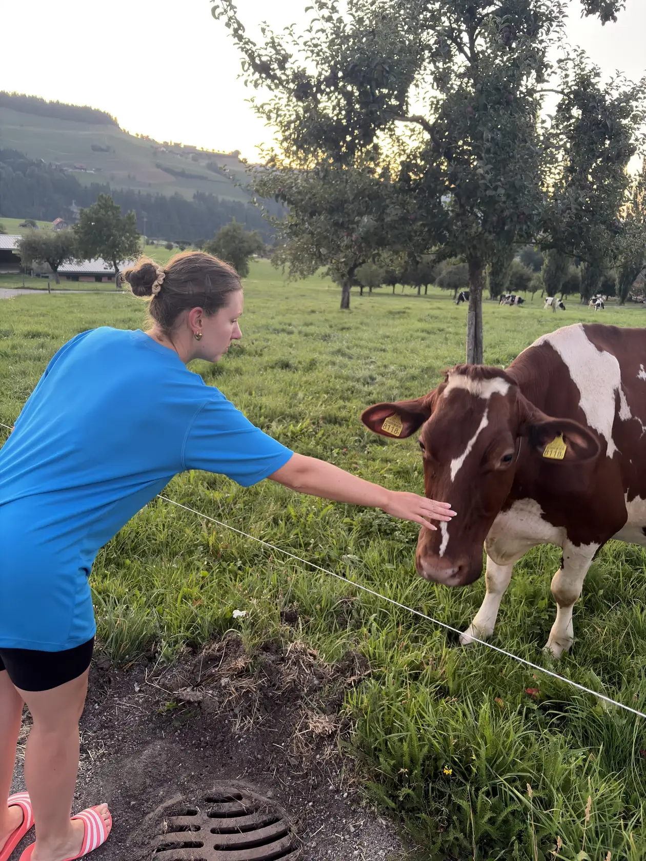 Rebecca streckt die Hand über einen Weidezaun und streichelt eine braun-weiße Kuh auf einer Wiese mit Obstbäumen
