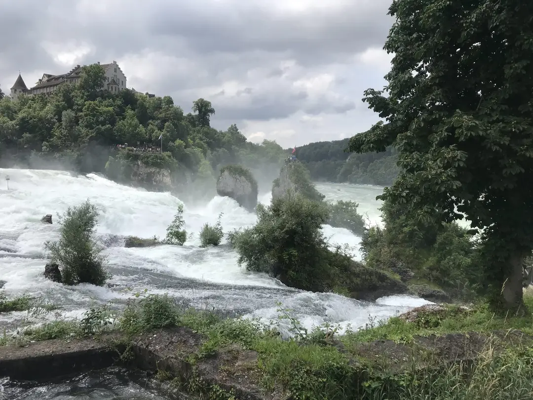 Der Rheinfall aus der Nähe, weiße Gischt stürzt an zwei Felsen vorbei, links oben auf dem Hang ein Schloss mit Aussichtsplattform, rechts ein Kastanienbaum