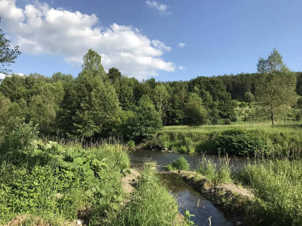 Ein flacher, schmaler Wasserlauf zwischen hohem Gras, großblättrigen Pflanzen und Bäumen, dahinter eine Wiese und ein bewaldeter Hang unter blauem Himmel mit Wolken