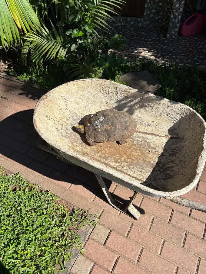Eine Landschildkröte sitzt in einer alten Schubkarre auf einem gepflasterten Weg